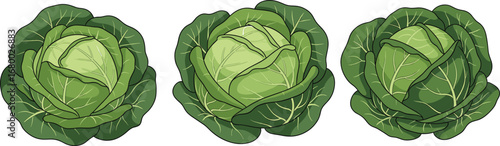  Cabbage illustration, green vegetable, botanical drawing, stylized leaves, organic produce, farm fresh, healthy food, garden crop, nature art, agriculture