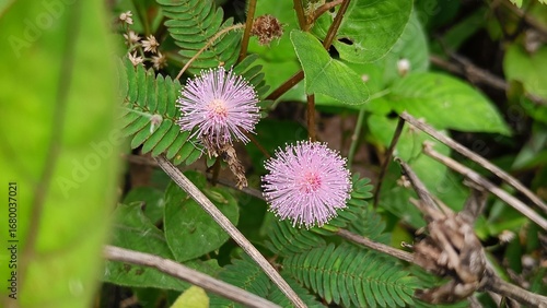 Close-up of two pink Mimosa pudica flowers blooming among green leaves and natural foliage in the wild.