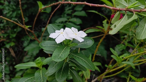 Close-up of white periwinkle flowers with green leaves in a natural garden setting, showing fresh petals and outdoor background.