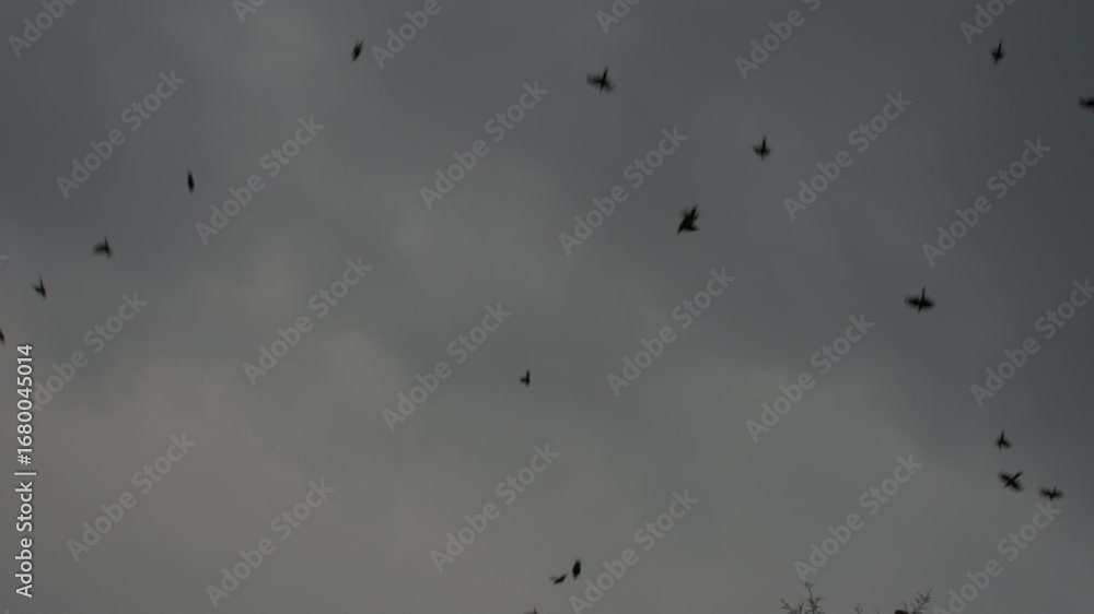 Pequeños pájaros, palomas y cuervos en una gran parvada volando juntos hacia la copa de un árbol en un clima fresco previo a la tormenta durante el atardecer de verano. Sonido ambiente. HD Real time