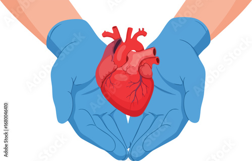 Human Heart Held Gently in Blue Gloved Hands.