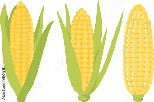 Fresh Corn Cobs Vector Illustration – Organic Maize with Green Husks