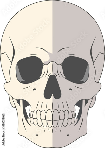 Stylized Human Skull Illustration, Two-Tone Design