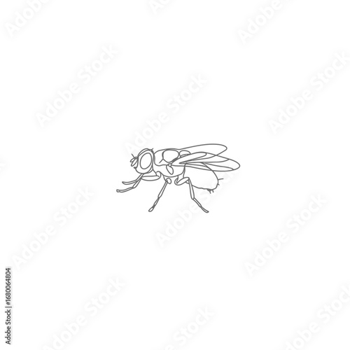 Grey Scale Line Art Illustration Of A Fly On White Background