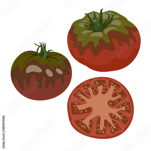 Cherokee Purple Tomato, Purple Heirloom Tomato, Hand Drawn, Vector, Illustration, Set, Isolated
