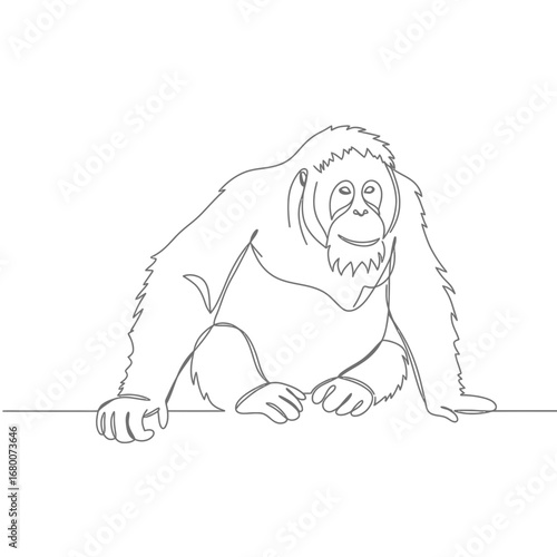 Orangutan Line Drawing on White Background
