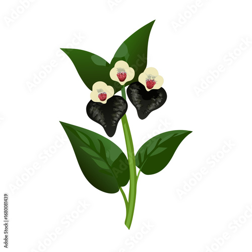 Chinese wild ginger with striking black-and-white panda-faced flowers hiding under heart-shaped leaves, mysteriously posed on transparent background.