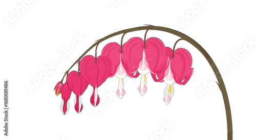 Close-up illustration of a delicate pink bleeding heart flower.