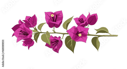 Close-up of a Bougainvillea branch with vibrant pink flowers and green leaves.