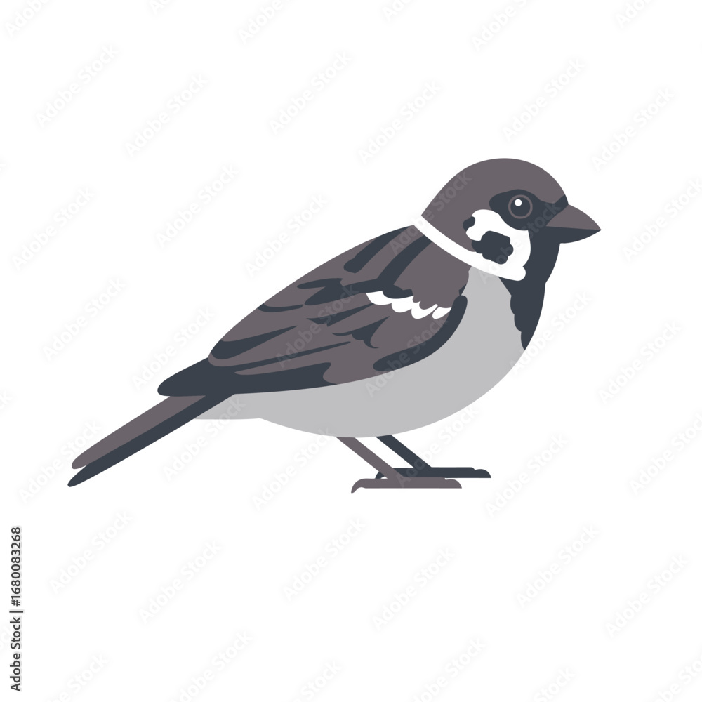 Obraz premium Illustration of a sparrow perched, showcasing its distinctive brown, gray, and white markings against a plain background.