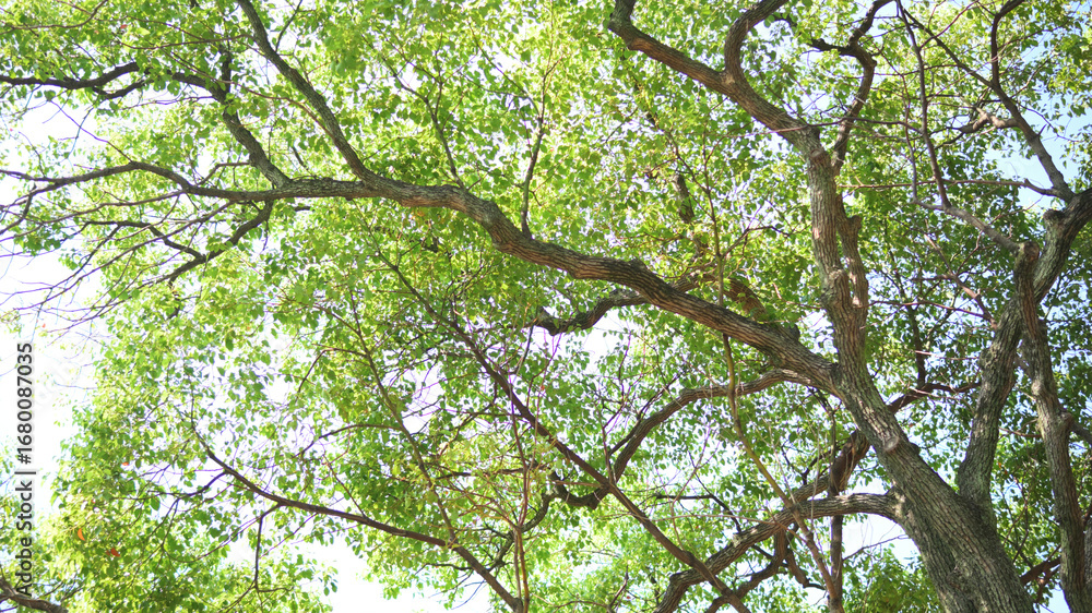 Fototapeta premium 街路樹