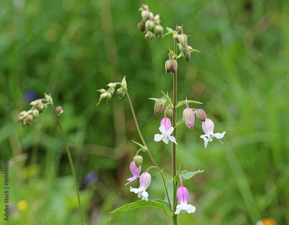 Fototapeta premium Delicate pink wildflowers with buds bloom on slender stems amidst blurred green foliage