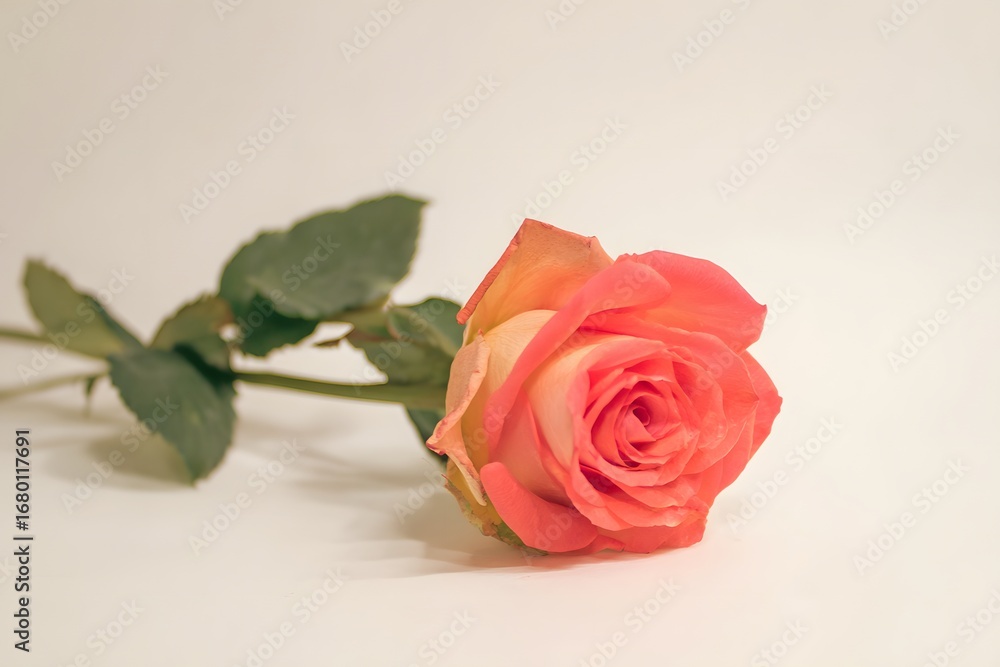 Fototapeta premium High definition romantic love rose illustration