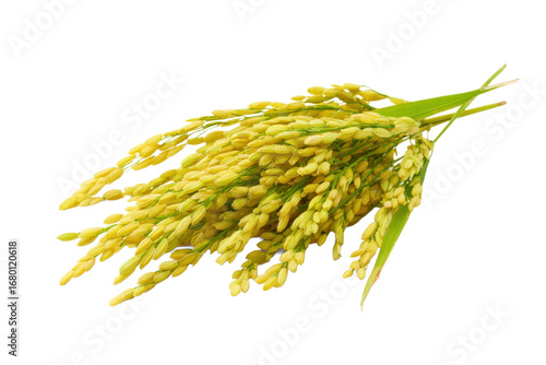 Golden Rice Panicle on Transparent Background