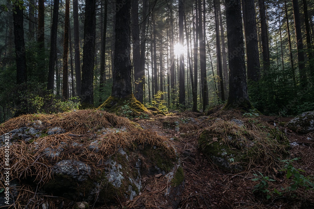 Obraz premium Sunlight filtering through trees onto a mossy forest floor