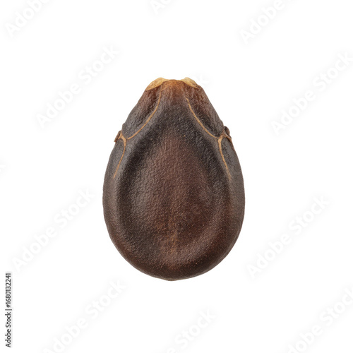 Magnified close-up of a single brown seed showcasing intricate texture and natural detail, perfect for botany or organic themes