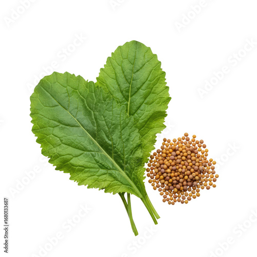 Fresh vibrant green mustard leaves paired with golden mustard seeds for culinary inspiration