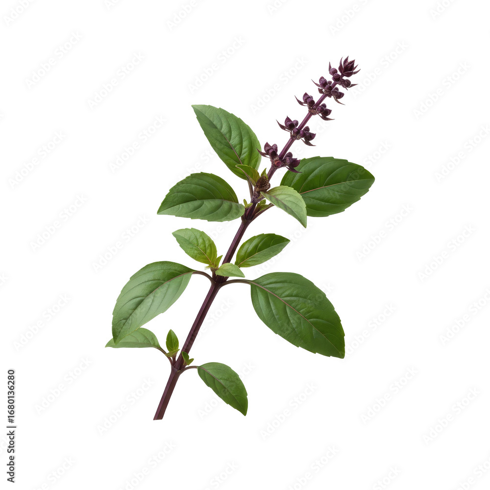 Fototapeta premium Vibrant green basil branch with delicate purple flower spikes, perfect for culinary or botanical projects.