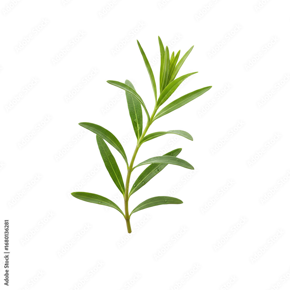 Fototapeta premium Vibrant green plant sprig with delicate water droplets, perfect for natural wellness and botanical designs.