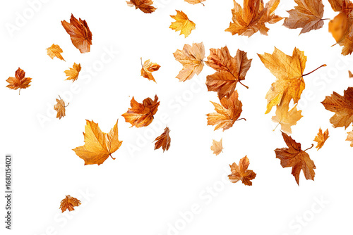 Falling autumn leaves against a black background.  A multitude of various sized, detailed, golden-orange colored leaves are dispersed in a dynamic, upward motion