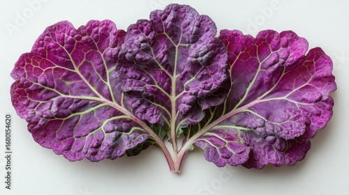 Vibrant Purple Cabbage or Kale Leaves with Green Veins on White Background, Detailed Macro Still Life of Fresh Produce