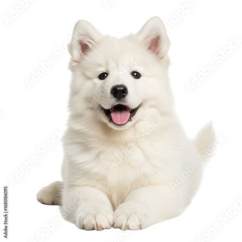 Wallpaper Mural Fluffy white samoyed puppy sitting and smiling isolated on transparent background Torontodigital.ca