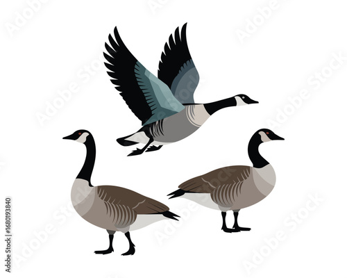 Bird Illustration – Trio of Elegant Canada Geese in Flight and Rest, Detailed Vector for Nature, Migration, and Ornithology Design Projects