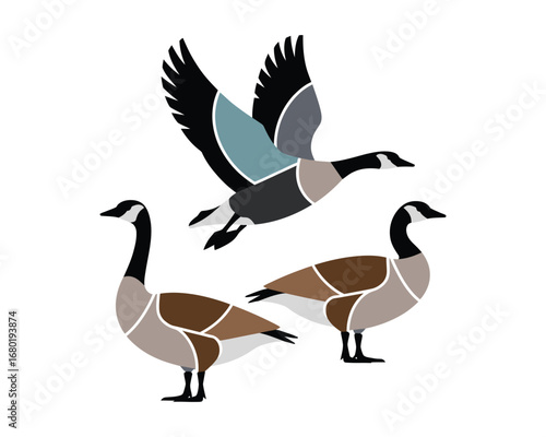 Canada Goose Vector Set, Elegant Illustration of Three Birds Flying and Resting,