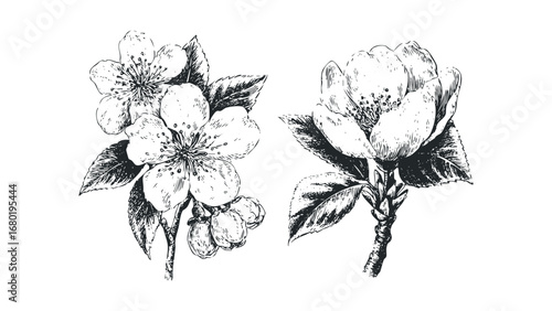 Line drawing of delicate spring blossoms and leaves isolated on white. Vector hand drawn illustration