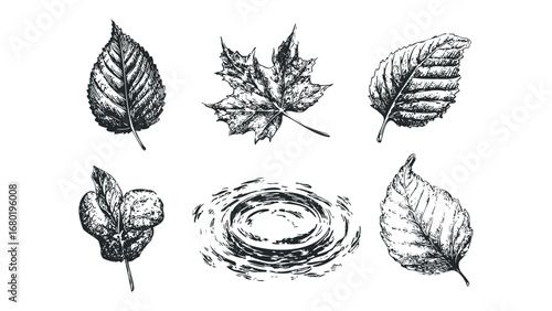 Set of Hand Drawn Autumn Leaf Designs and Water Ripple. Vector hand drawn illustration