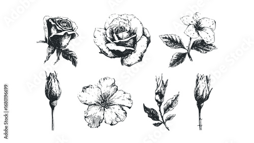 Hand Drawn Floral Elements Collection on Transparent Background. Vector hand drawn illustration
