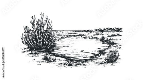 Sketch of desert flora and water feature on transparent background. Vector hand drawn illustration