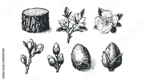 Hand drawn tree stump, flowers and buds on transparent background. Vector hand drawn illustration