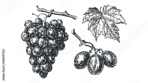 Sketch of a Grapes Bunch and Leaf. Vector hand drawn illustration