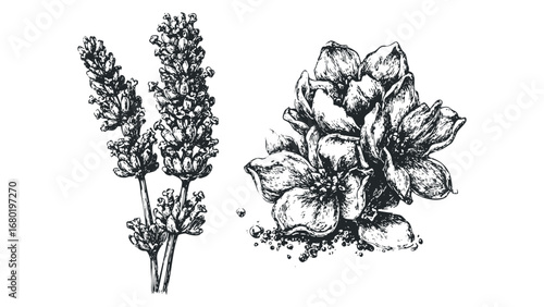 Pencil Sketch of Lavender Sprigs and Blossoms. Vector hand drawn illustration