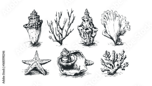 Sketch Collection of Seashells and Coral Forms. Vector hand drawn illustration