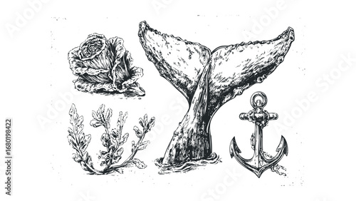 Hand drawn sketch of whale tail, rose, seaweed, and anchor on transparent background. Vector hand drawn illustration
