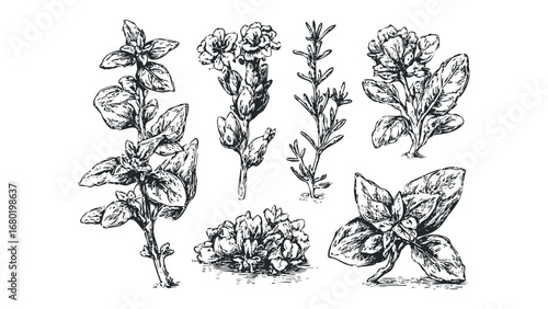 Collection of Hand Drawn Herb Sprigs and Leaves in Sketch Style. Vector hand drawn illustration