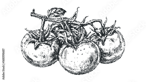 Hand Drawn Vine with Tomatoes and Leaves, Agricultural Sketch. Vector hand drawn illustration