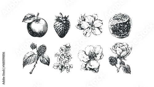 Hand Drawn Sketch Collection of Fruits and Flowers. Vector hand drawn illustration