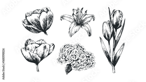 Collection of Hand Drawn Floral Illustrations on White. Vector hand drawn illustration