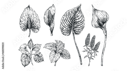 Collection of botanical drawings of calla lily and leaves on transparent background. Vector hand drawn illustration
