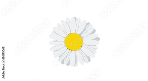 Delicate daisy with bright yellow center and white petals, perfect for spring and summer designs