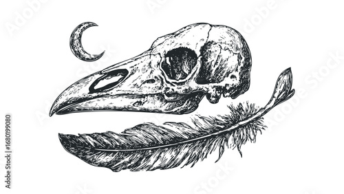 Detailed sketch of a crow skull with a feather and crescent moon. Vector hand drawn illustration