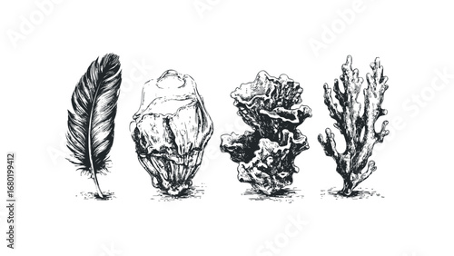 Pencil sketch drawing of a bird feather and sea coral forms on a white background. Vector hand drawn illustration