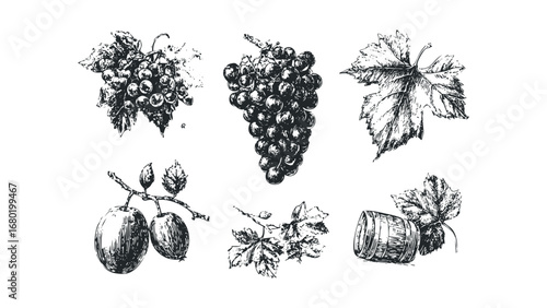 Sketch of ripe grapes and orchard fruit with a small barrel. Vector hand drawn illustration