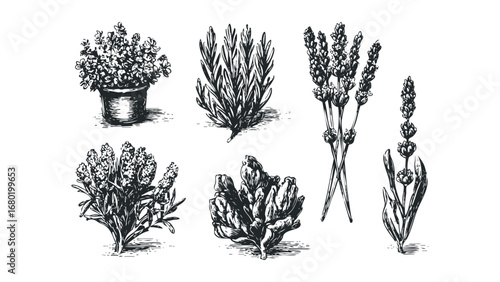 Hand Drawn Lavender Sprigs and Pot Collection on Transparent. Vector hand drawn illustration