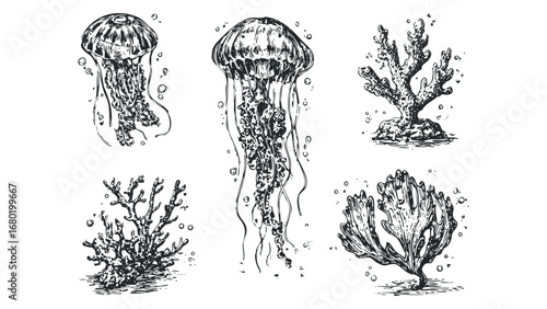 Ink sketch drawings of jellyfish and coral reef elements on transparent background. Vector hand drawn illustration