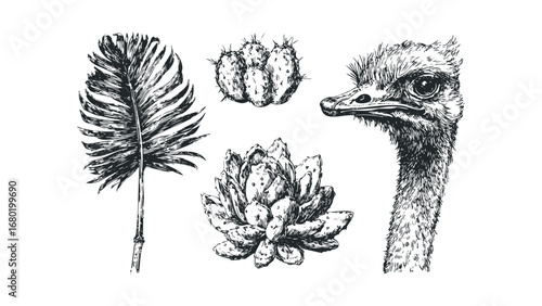 Ostrich Head with Tropical Leaf and Cacti Plant Elements. Vector hand drawn illustration