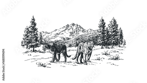 Puma duo walking in winter mountain forest scenery. Vector hand drawn illustration